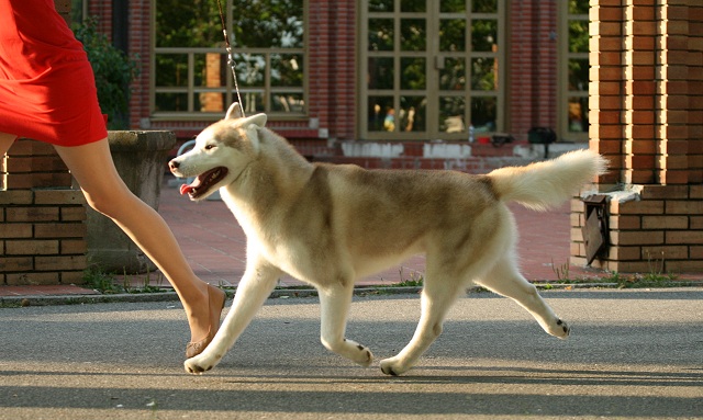 dexpokret2 (2).jpg